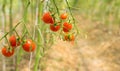 Tomatoes in greenhouses.