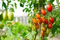 Red ripe tomatoes are hanging on a branch in a farmer's garden. Harvest of vegetables. Eco-friendly products