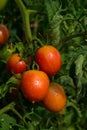 Red ripe tomatoes hanging on the vine of a tomato tree in the garden on the green foliage background. Tomatoes sing in Royalty Free Stock Photo