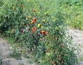 red ripe tomatoes in large vegetable garden Royalty Free Stock Photo