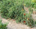 red ripe tomatoes in large vegetable garden in summer Royalty Free Stock Photo