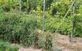 red ripe tomatoes in large vegetable garden in summer Royalty Free Stock Photo