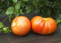 Red ripe tomatoes in raindrops lie on a wooden table