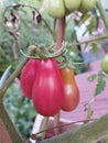 Red ripe tomatoes tree in the garden Royalty Free Stock Photo