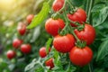 Red ripe tomatoes on the vine of a tomato plant in a greenhouse with copy space. Royalty Free Stock Photo