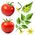 Red ripe tomatoes.