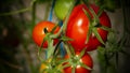 Red ripe tomatos grow in the garden