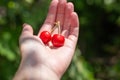 Red ripe two cherries in the palm of a woman.Harvesting berries on a summer day Royalty Free Stock Photo