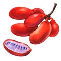 Red ripe uvaria rufa blume fruit, Susung-kalabaw, Carabao teats, isolated, watercolor illustration on white Royalty Free Stock Photo