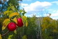 Red ripe wild apples on branches of background autumn trees and blue sky Royalty Free Stock Photo