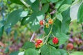 Red ripe wild raspberries growing on the bush Royalty Free Stock Photo