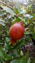  Red riped Pomegranate 