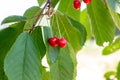 Red ripening berries on a sweet cherry tree branch in the garden in spring and summer on leaves background. Royalty Free Stock Photo