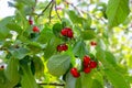 Red ripening berries on a sweet cherry tree branch in the garden in spring and summer on leaves background. Royalty Free Stock Photo