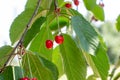 Red ripening berries on a sweet cherry tree branch in the garden in spring and summer on leaves background. Royalty Free Stock Photo