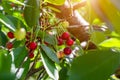 Red ripening berries on a sweet cherry tree branch in the garden in spring and summer on leaves background. Royalty Free Stock Photo