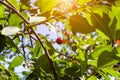 Red ripening berries on a sweet cherry tree branch in the garden in spring and summer on leaves background. Royalty Free Stock Photo