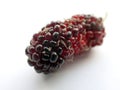 A red ripening mulberry fruit closeup Royalty Free Stock Photo