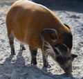 red river brush hog standing in a savanna reserve in search of food in a zoo called safari park Beekse Bergen in Hilvarenbeek