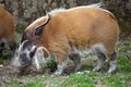 Red River Hog Royalty Free Stock Photo