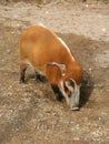 Red River Hog Royalty Free Stock Photo