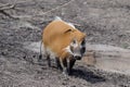 Red river hog Royalty Free Stock Photo