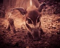 Red River Hog, aka Bushpig, Potamochoerus porcus Royalty Free Stock Photo