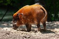 Red river hog animal