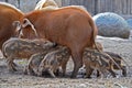 Red River Hog