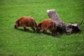 Red river hog in a beautiful natural environment