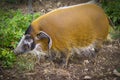 Red river hog Royalty Free Stock Photo