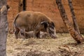 Red River Hog