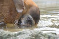 A Red River Hog Bushpig putting its snout in the water