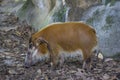 Red river hog or Bushpig Royalty Free Stock Photo