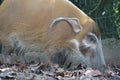 A Red River Hog Bushpig in the wild sniffing at the ground Royalty Free Stock Photo