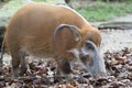 A Red River Hog Bushpig in the wild sniffing at the ground