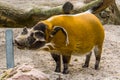 Red river hog drinking water from a water system in the zoo, tropical wild boar from Africa Royalty Free Stock Photo