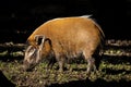 Red river hog eating grass in the field