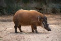 Red river hog Potamochoerus porcus Royalty Free Stock Photo