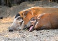 Red river hog Royalty Free Stock Photo