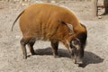 Red river hog Potamochoerus porcus Royalty Free Stock Photo