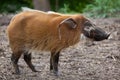 Red river hog Potamochoerus porcus Royalty Free Stock Photo