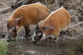 Red river hog Potamochoerus porcus Royalty Free Stock Photo