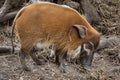 Red river hog Potamochoerus porcus Royalty Free Stock Photo