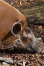 Red River Hog (Potamochoerus Porcus) Royalty Free Stock Photo