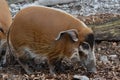 Red River Hog (Potamochoerus Porcus) Royalty Free Stock Photo