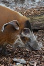 Red River Hog (Potamochoerus Porcus) Royalty Free Stock Photo