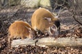 Red river hog, Potamochoerus porcus pictus, is the best representative of pigs Royalty Free Stock Photo