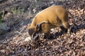 Red river hog, Potamochoerus porcus pictus, is the best representative of pigs Royalty Free Stock Photo