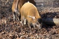 Red river hog, Potamochoerus porcus pictus, is the best representative of pigs Royalty Free Stock Photo